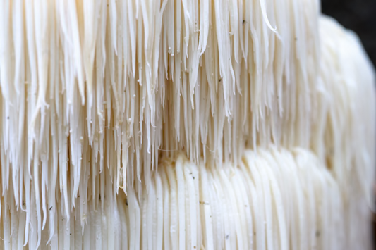 Lion's Mane: The Neural Regeneration Mushroom