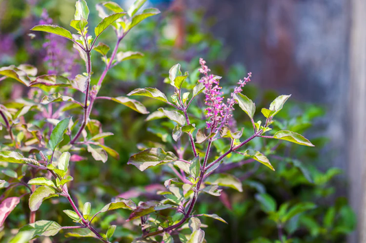 Tulsi: The Stress Resilience Sovereign