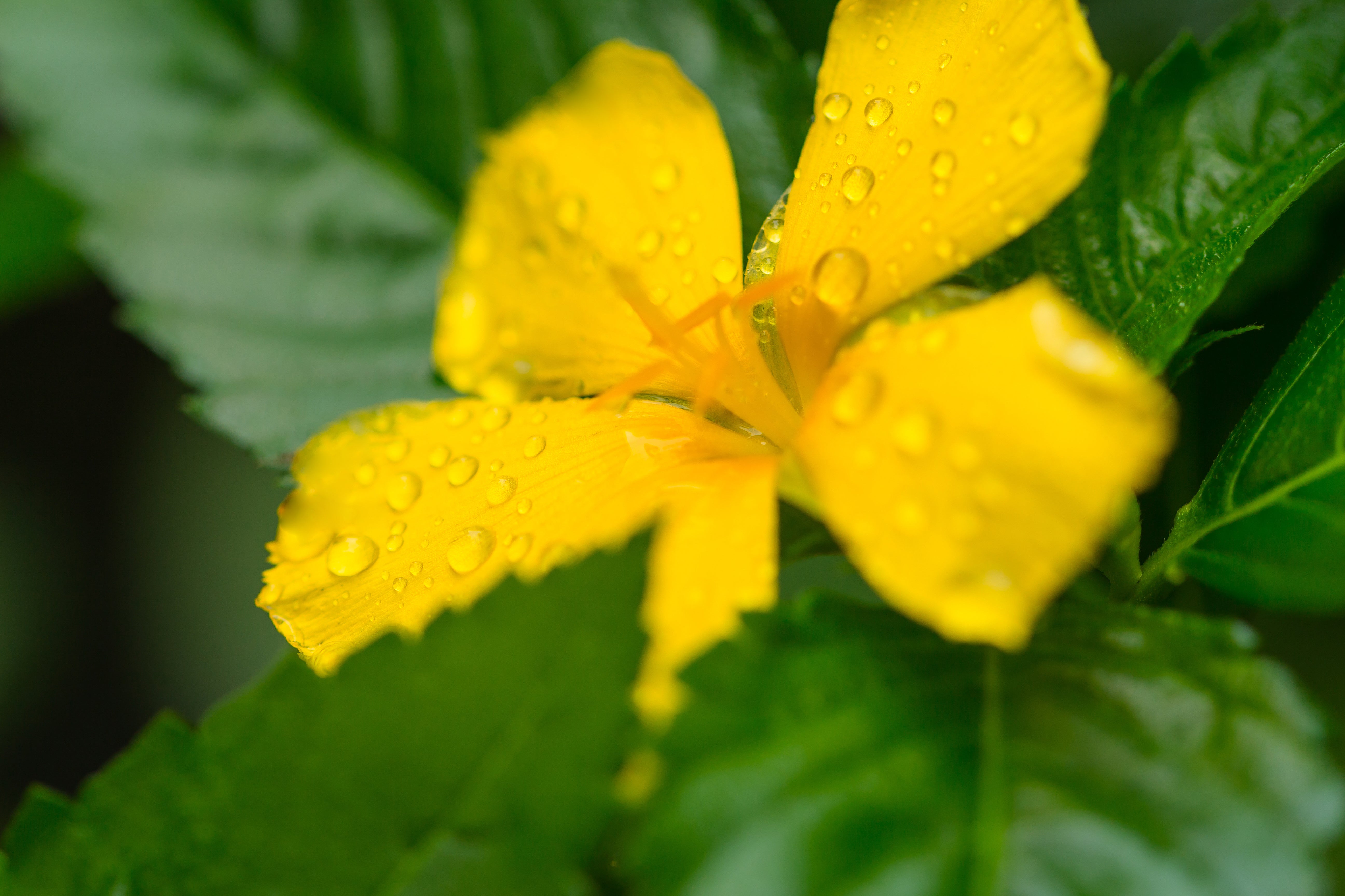 Damiana: The Mood Elevation Maestro