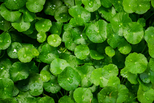 Gotu Kola: The Longevity Elixir
