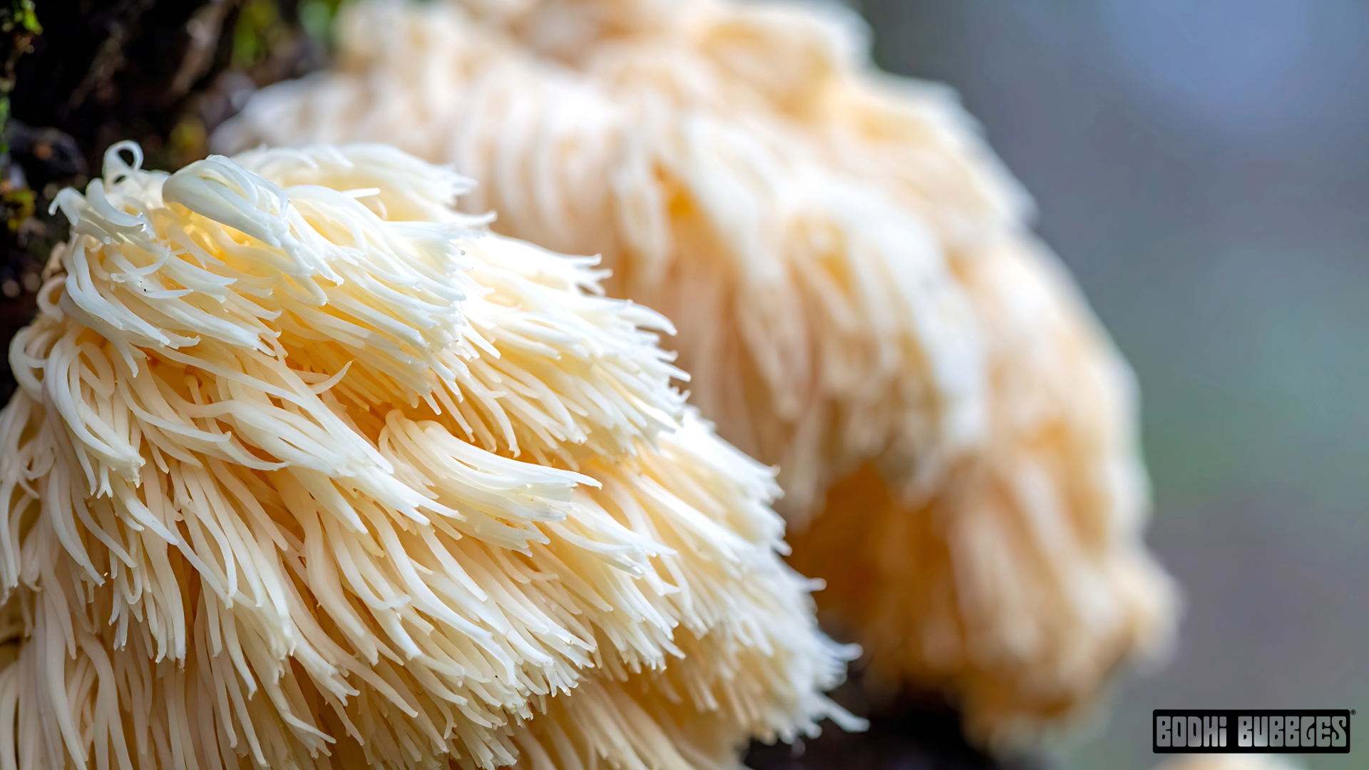 What Lion's Mane Actually Does (And What It Doesn't)