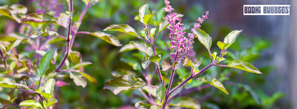 Tulsi: The Ancient Herb Behind Bodhi's Calm