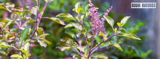 Tulsi: The Ancient Herb Behind Bodhi's Calm