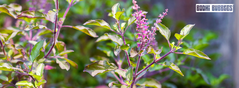 Tulsi: The Ancient Herb Behind Bodhi's Calm