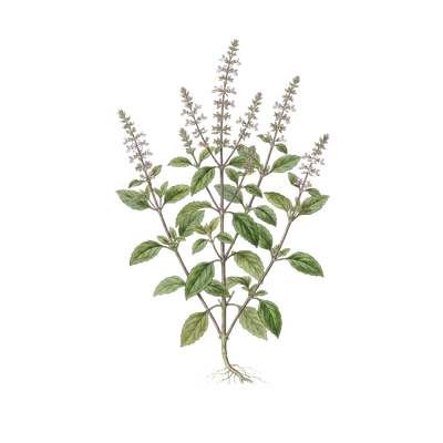 Tulsi (Holy Basil)